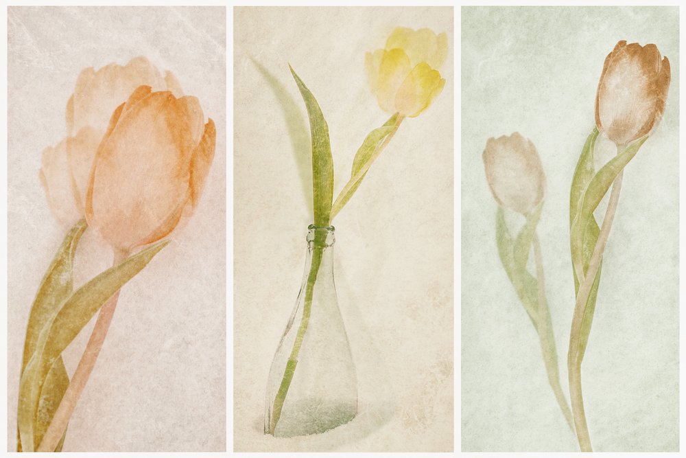 Watercolor Tulip Triptych by Gustav Davidsson