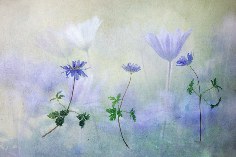 Dreamy Blue Anemones by Hilda van der Lee