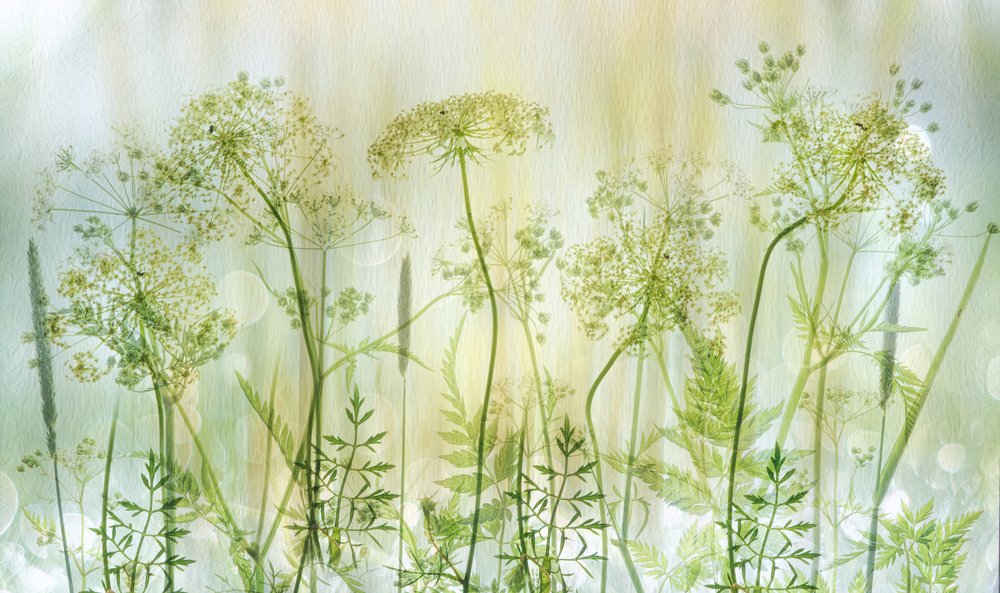 Soft Green Wildflowers by Hilda van der Lee