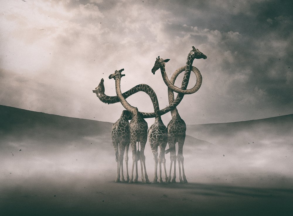 Surreal Giraffe Necks by Hussain Buhligaha