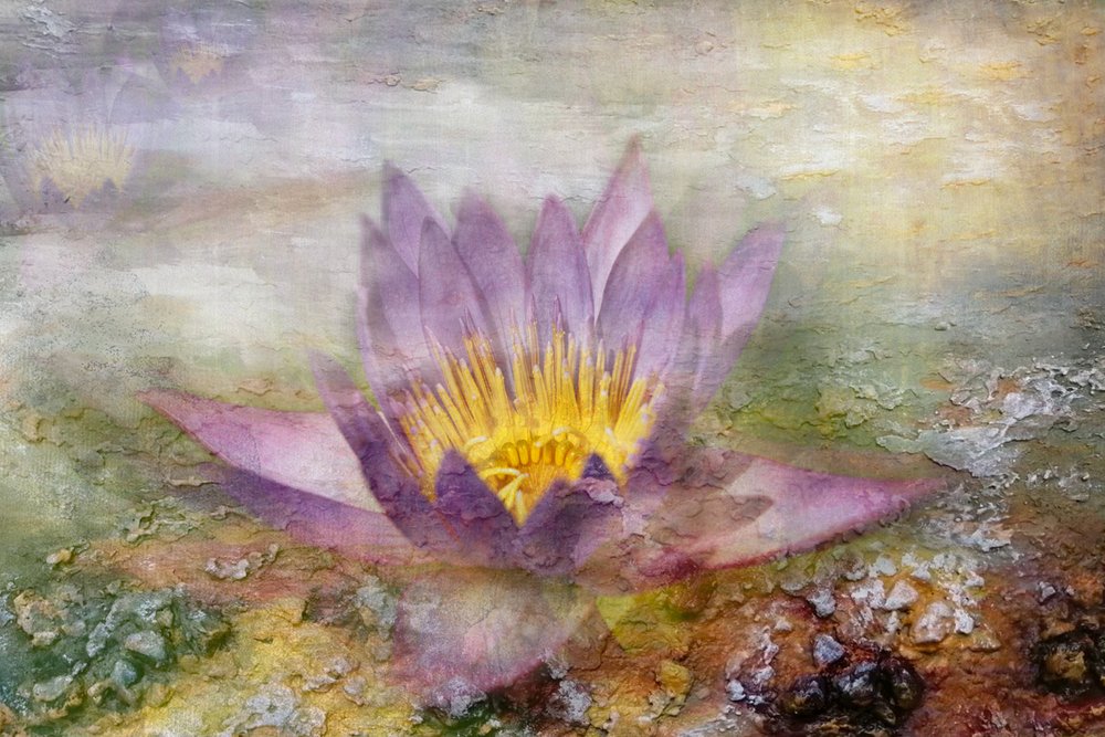 Ethereal Purple Lotus by Igor Kopcev