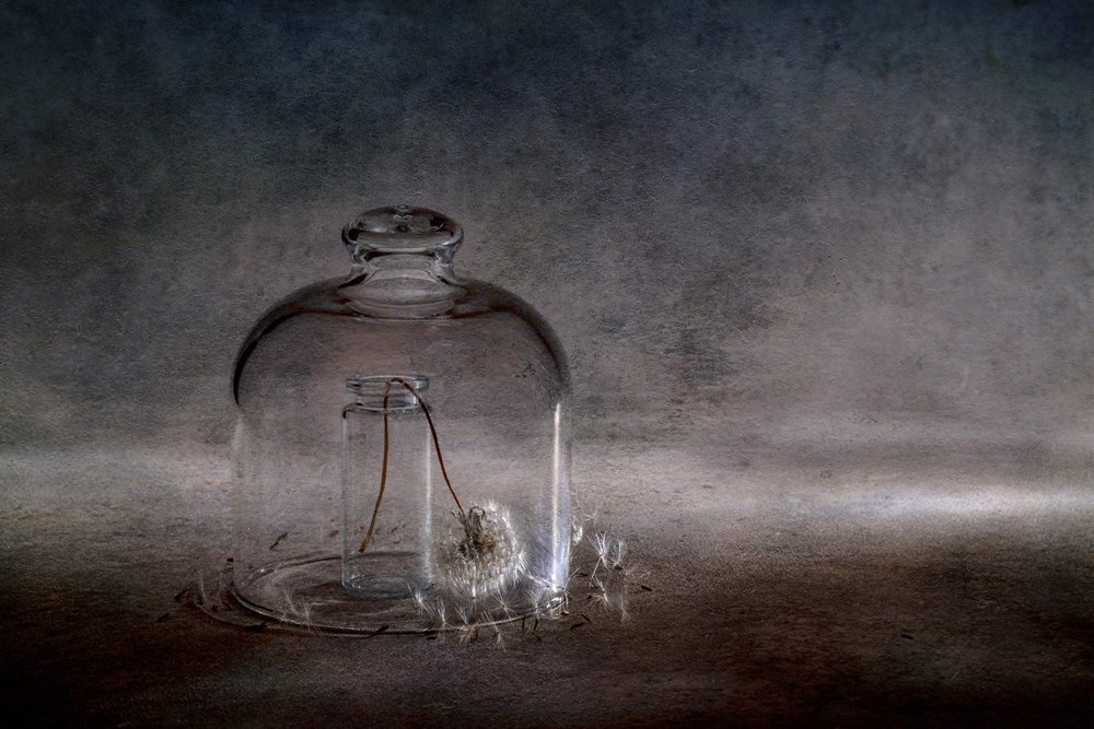Fragile Dandelion Cloche by Igor Kopcev
