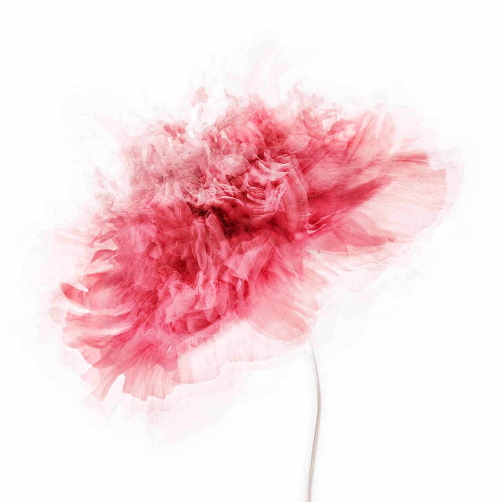 Soft Pink Bloom by Inna Karpova