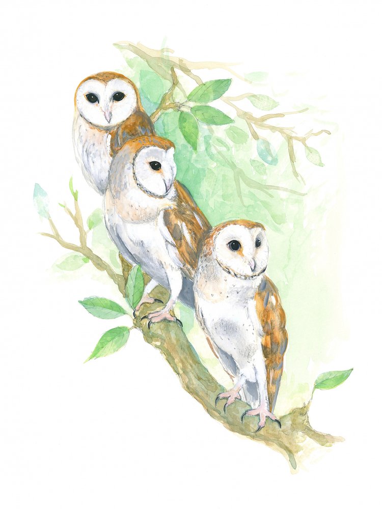 3 Barn Owls by Isabelle Brent