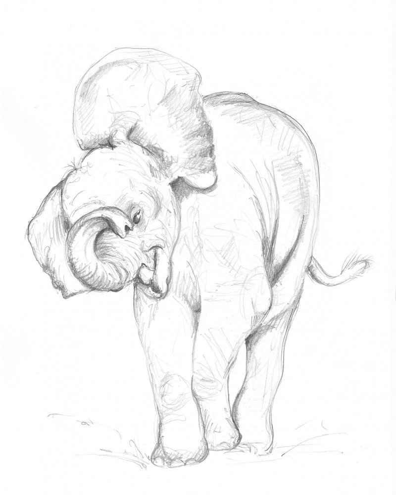 Baby Elephant 02 by Isabelle Brent