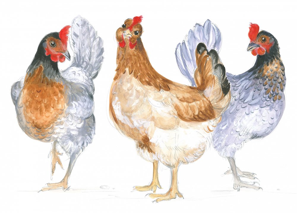 Cackling Hens by Isabelle Brent