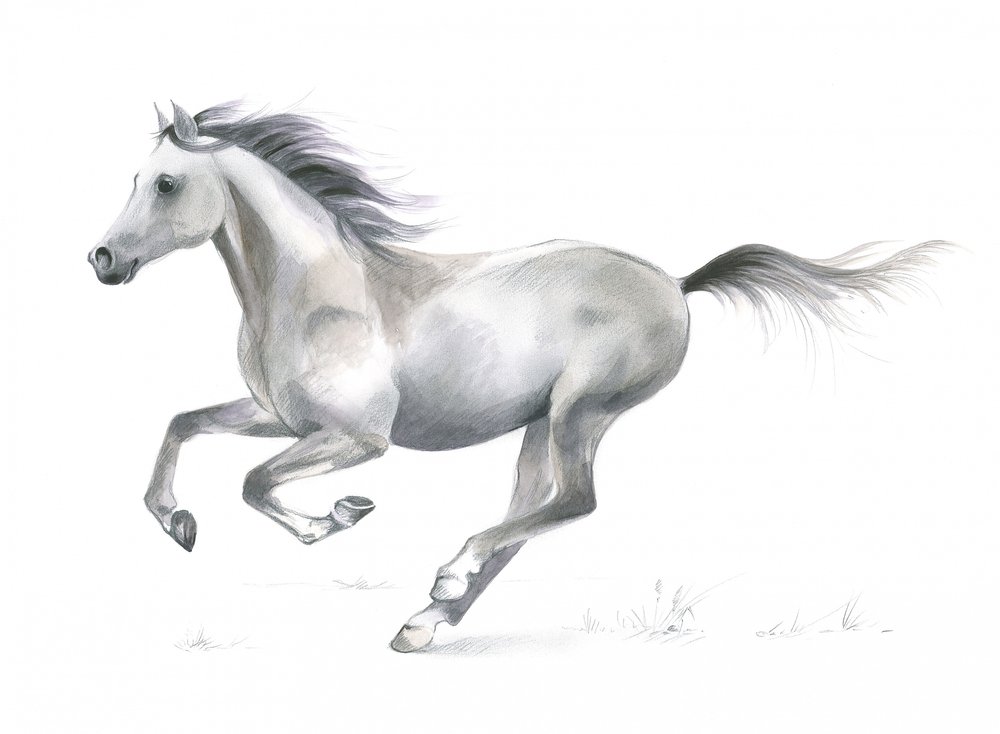 Dynamic Grace of a Galloping Horse by Isabelle Brent