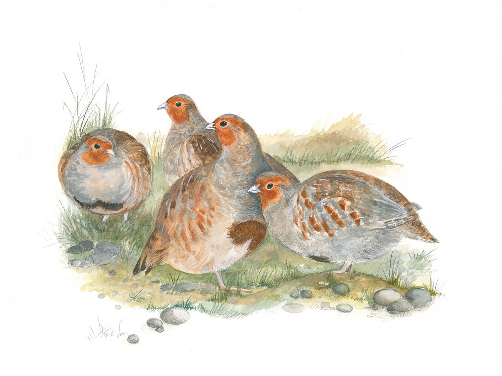 Gathering of Partridges by Isabelle Brent