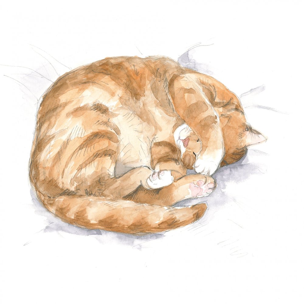 Ginger Cat Sketch by Isabelle Brent