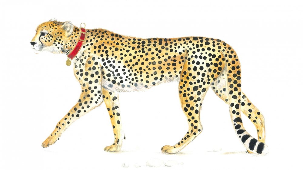 Graceful Cheetah Stroll by Isabelle Brent