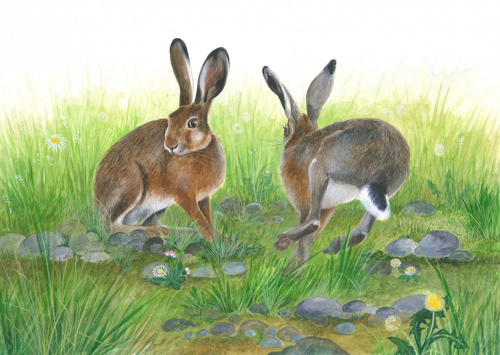 Hare Games by Isabelle Brent