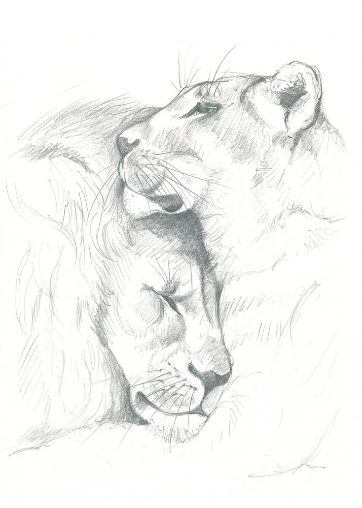 Lion Serenity by Isabelle Brent