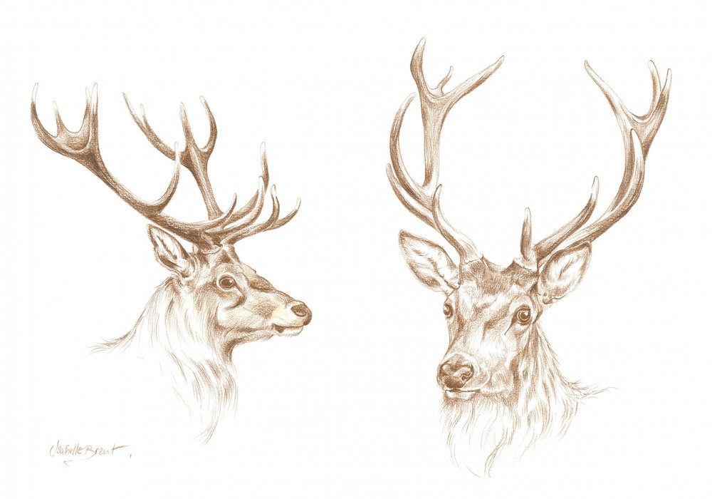 Majestic Stag Drawing by Isabelle Brent
