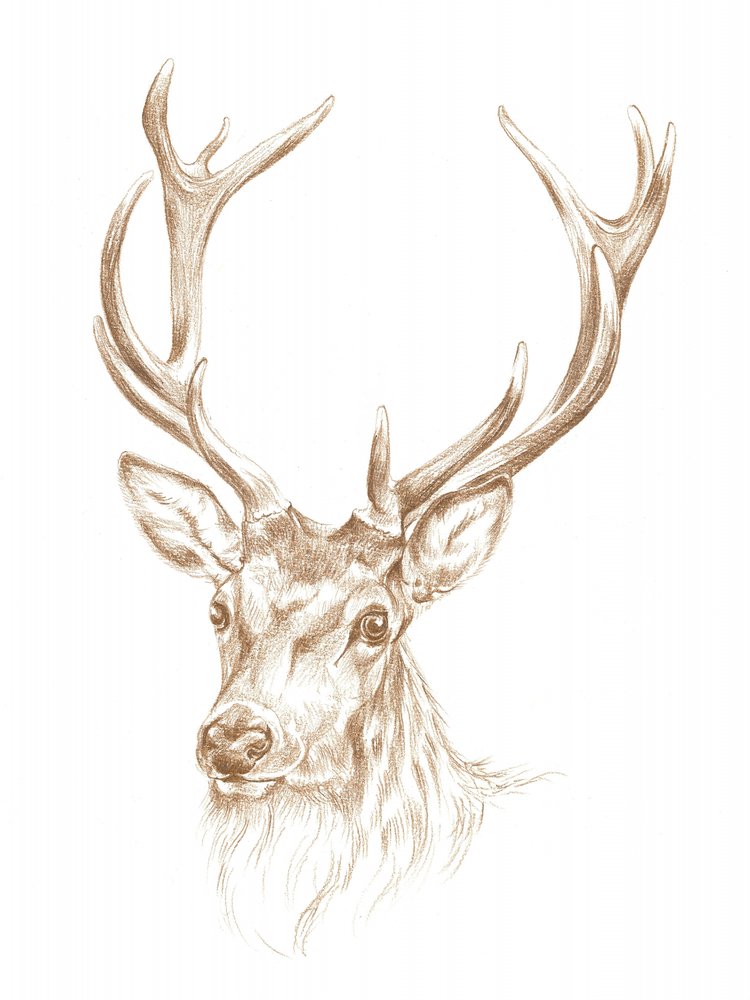 Majestic Stag Portrait by Isabelle Brent