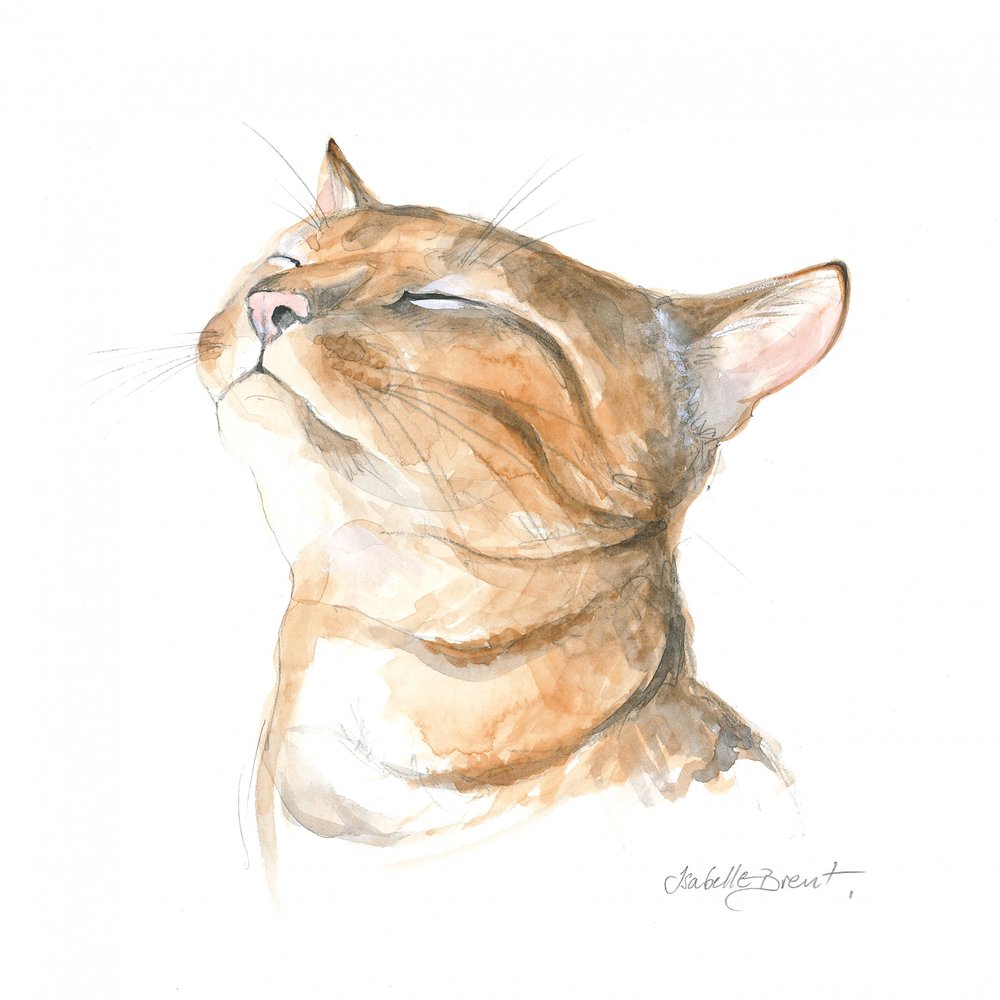 Serene Tabby Cat by Isabelle Brent