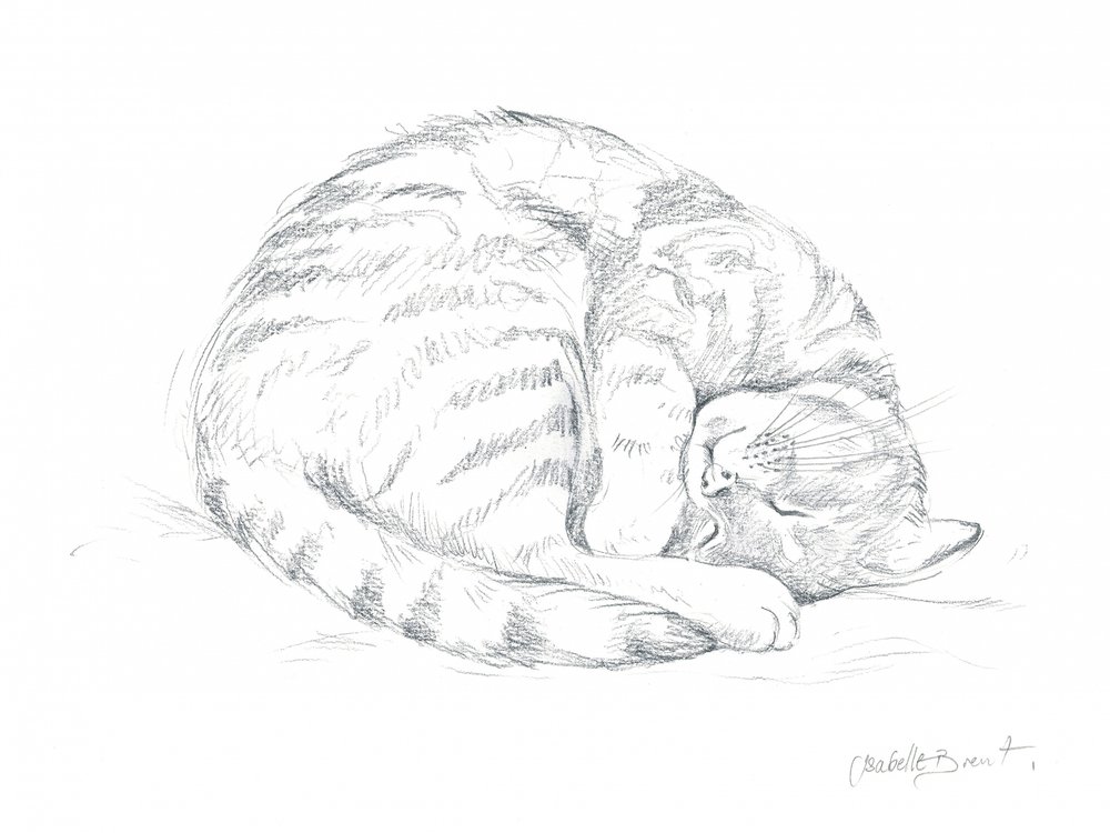 Sleeping Cat Drawing by Isabelle Brent