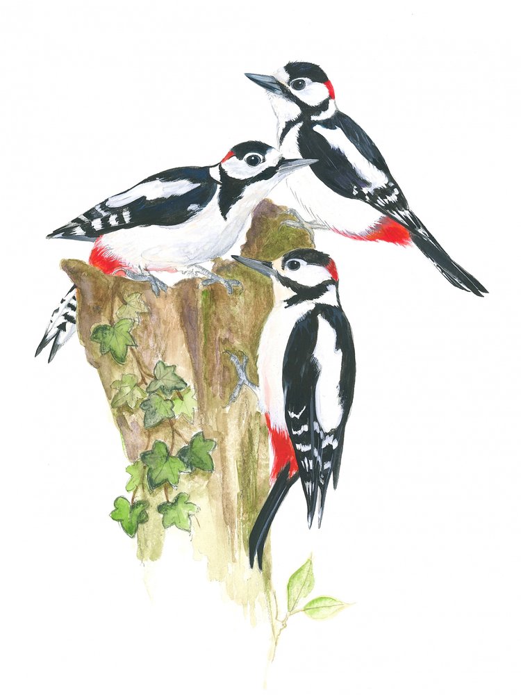 Woodpeckers by Isabelle Brent