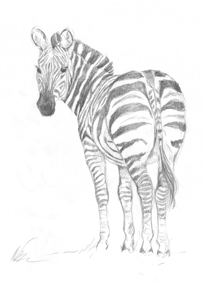 Zebra by Isabelle Brent