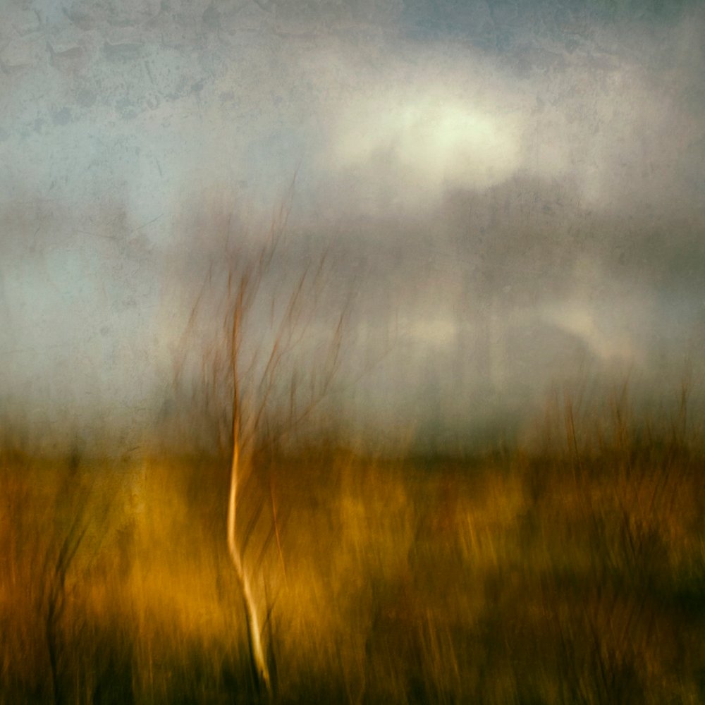 Golden Field Tree by Jacqueline van Bijnen