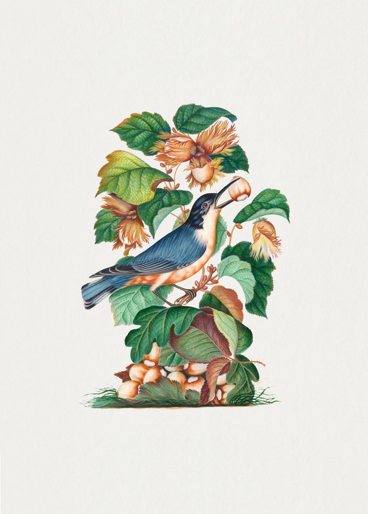 Beautiful Nuthatch by James Bolton