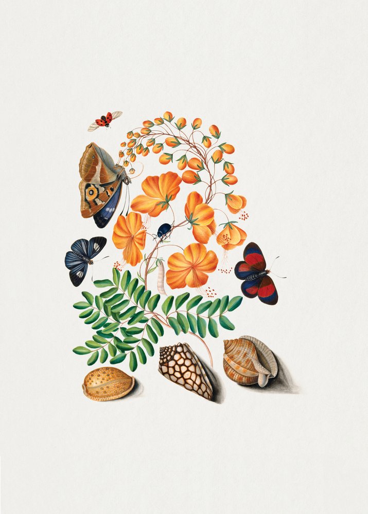 Caesalpinoid Legume by James Bolton