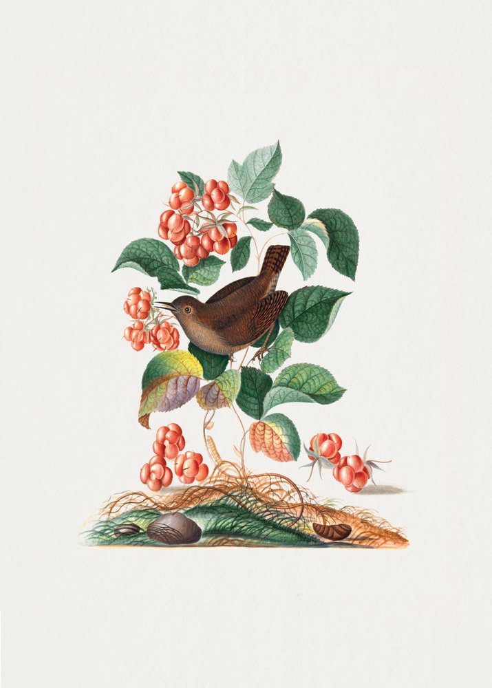 Eurasian Wren by James Bolton