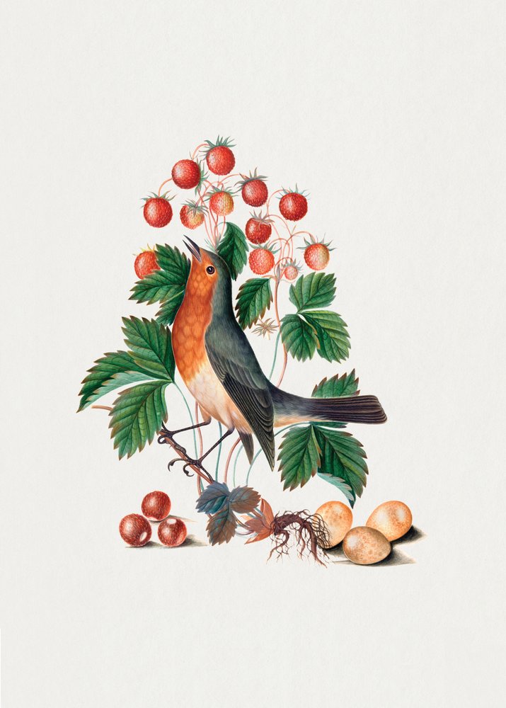 European Robin and Wild Strawberry by James Bolton