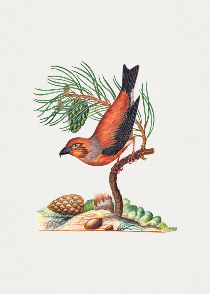 Red Crossbill by James Bolton