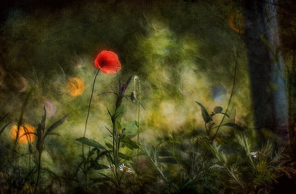 Dreamy Red Poppy by Jan van der Linden