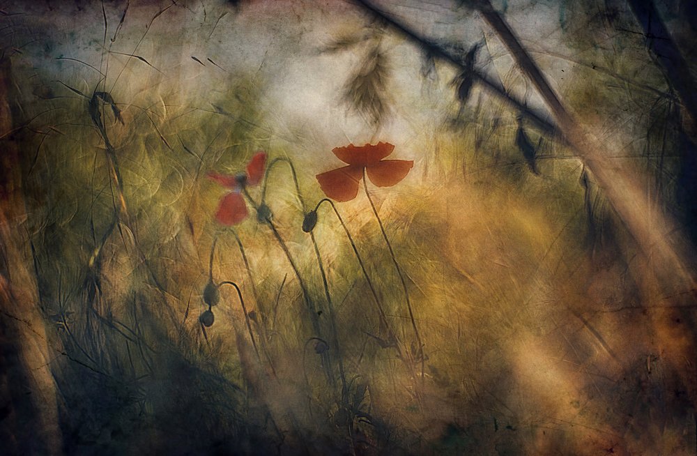 Soft Red Poppies by Jan van der Linden
