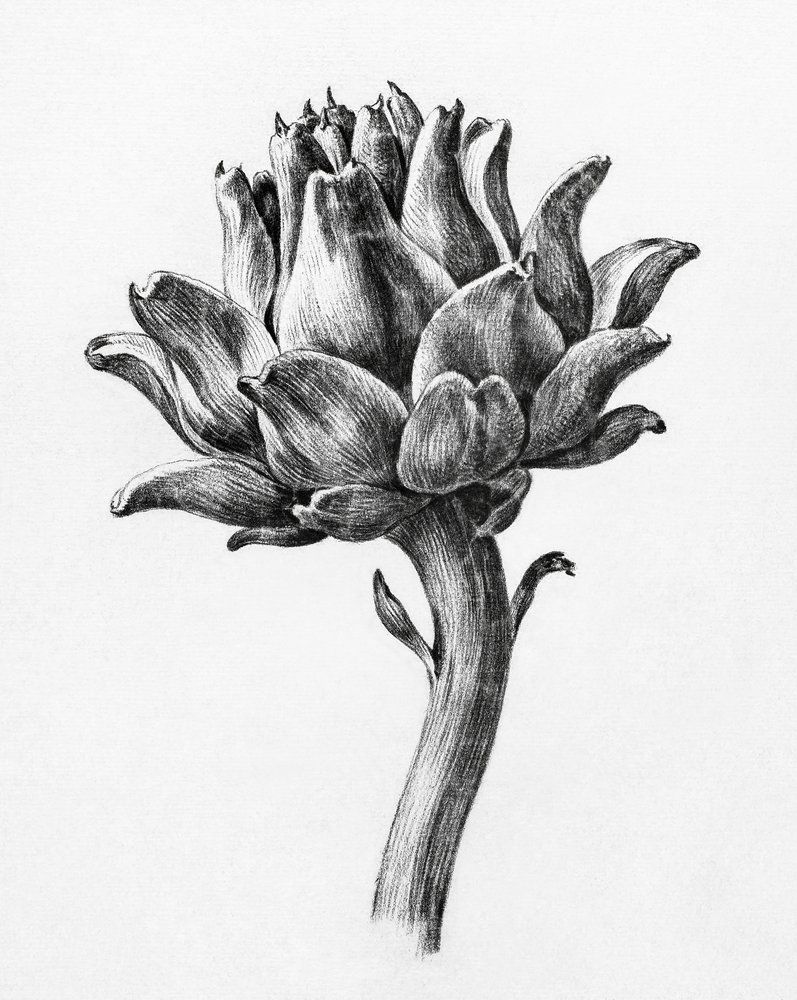 Artichoke by Jean Bernard