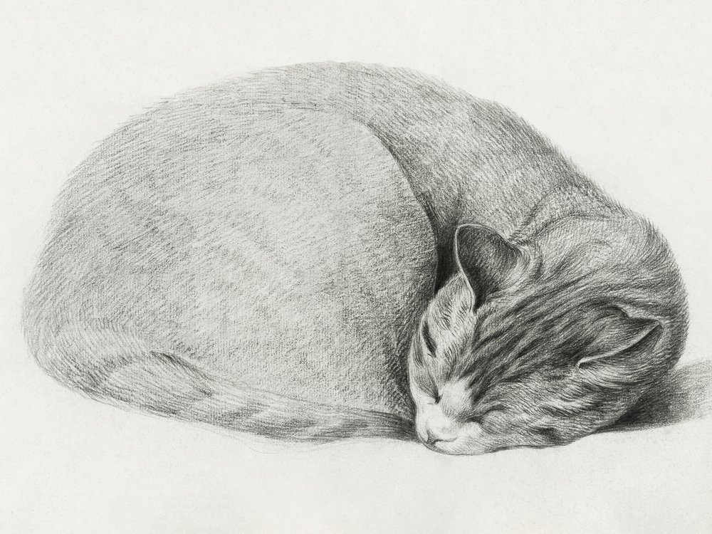 Rolled Up Lying, Sleeping Cat by Jean Bernard