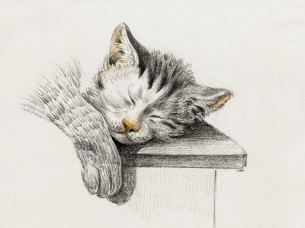 Sketch of a Sleeping Cat by Jean Bernard