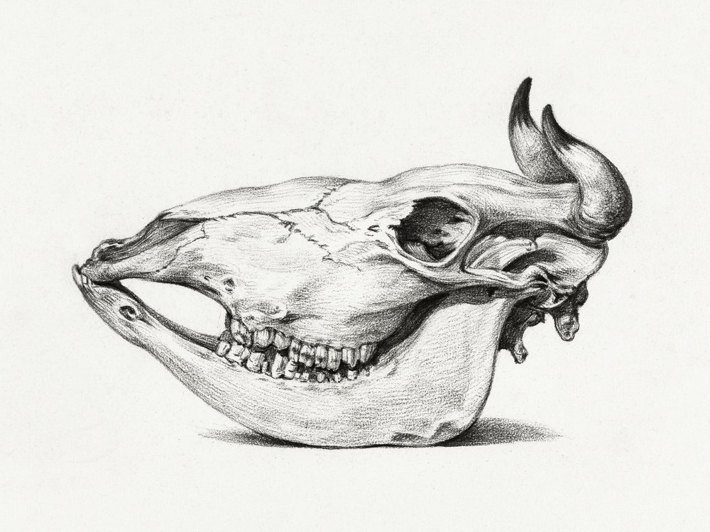 Skull of a Cow by Jean Bernard