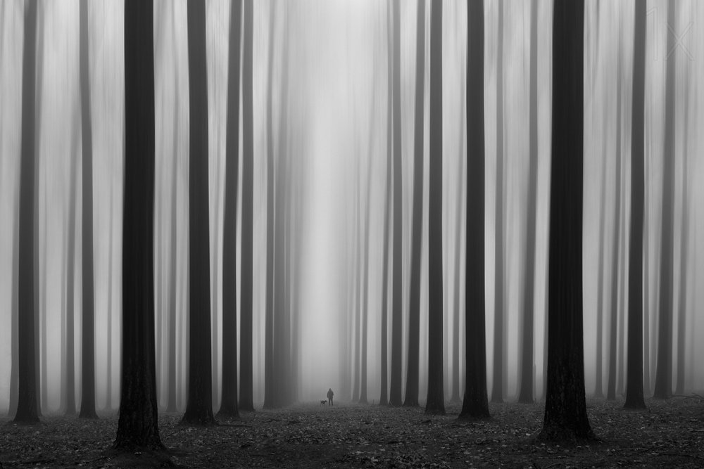 Misty Forest Path by Jochen Bongaerts