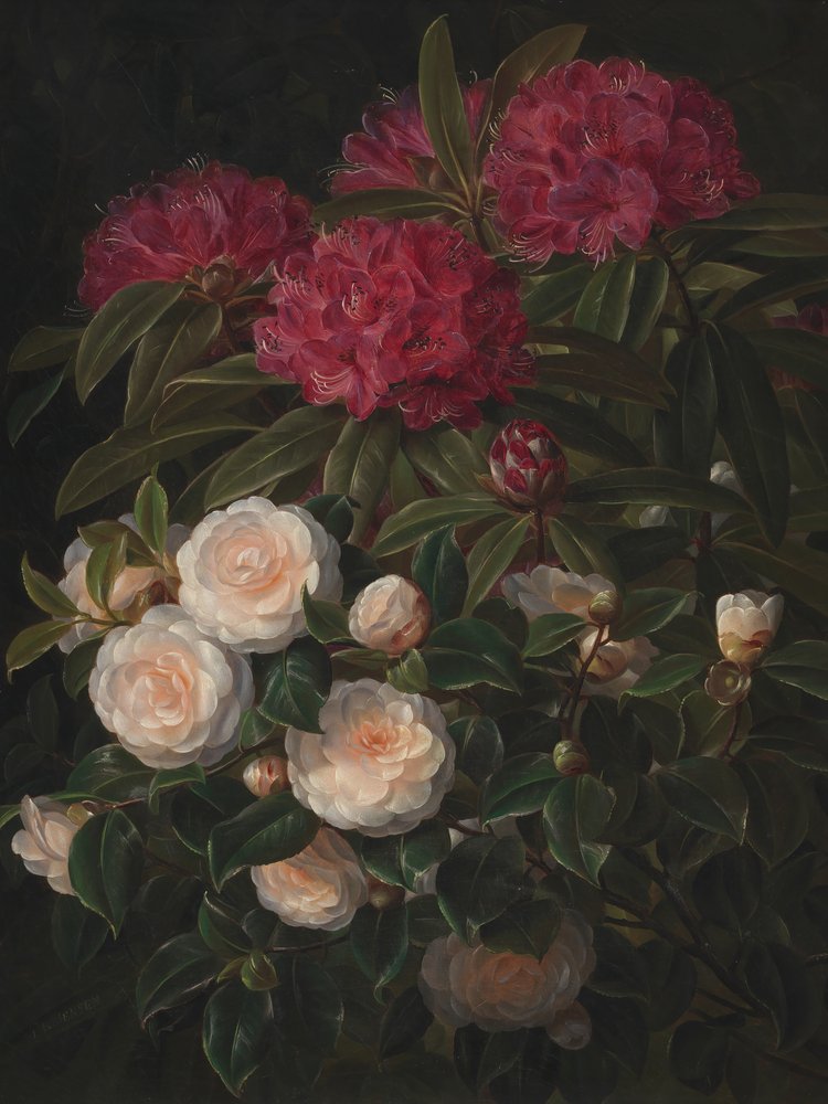 Camellias and Rhododendrons by Johan Laurentz Jensen