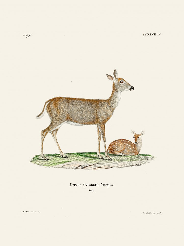 Virginian Deer by Johann Christian Daniel Von Schreber