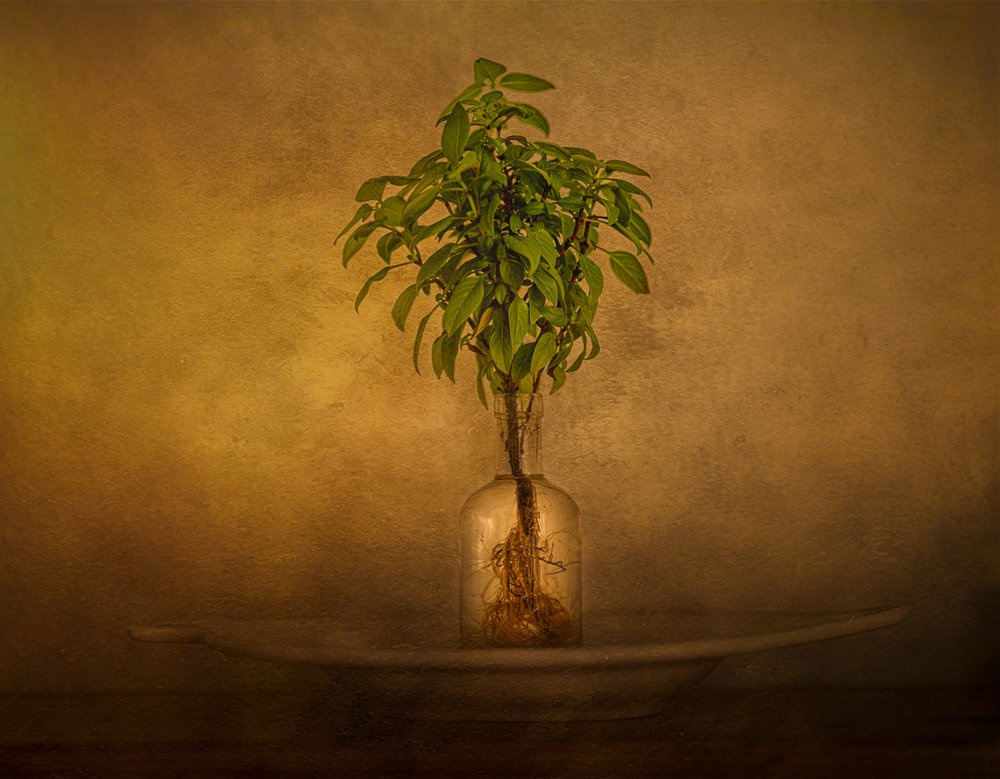 Rooted Plant Still Life by John-Mei Zhong