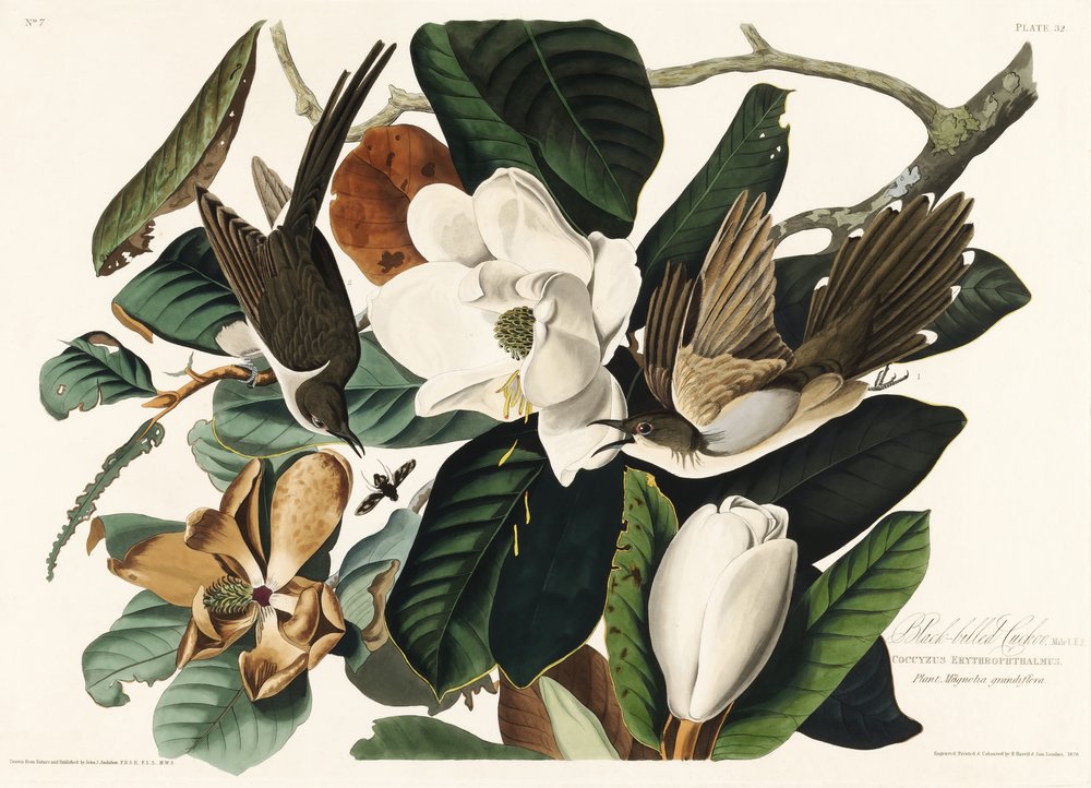 Black Billed Cuckoo from Birds of America (1827) by John James Audubon