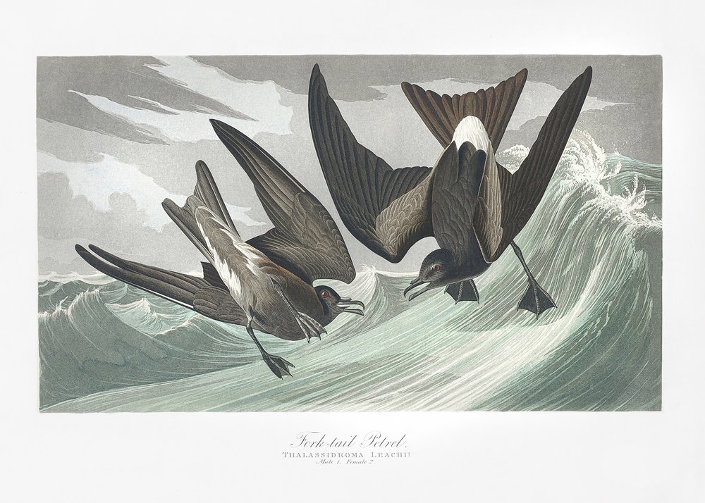 Fork Tailed Petrel from Birds of America (1827) by John James Audubon