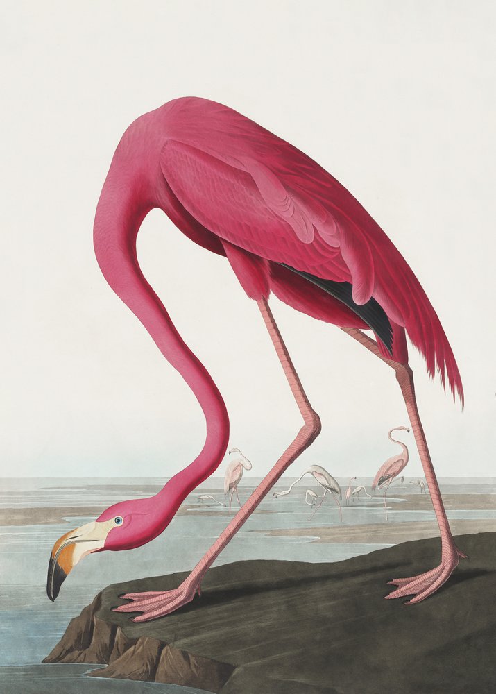 Pink Flamingo II from Birds of America (1827) by John James Audubon