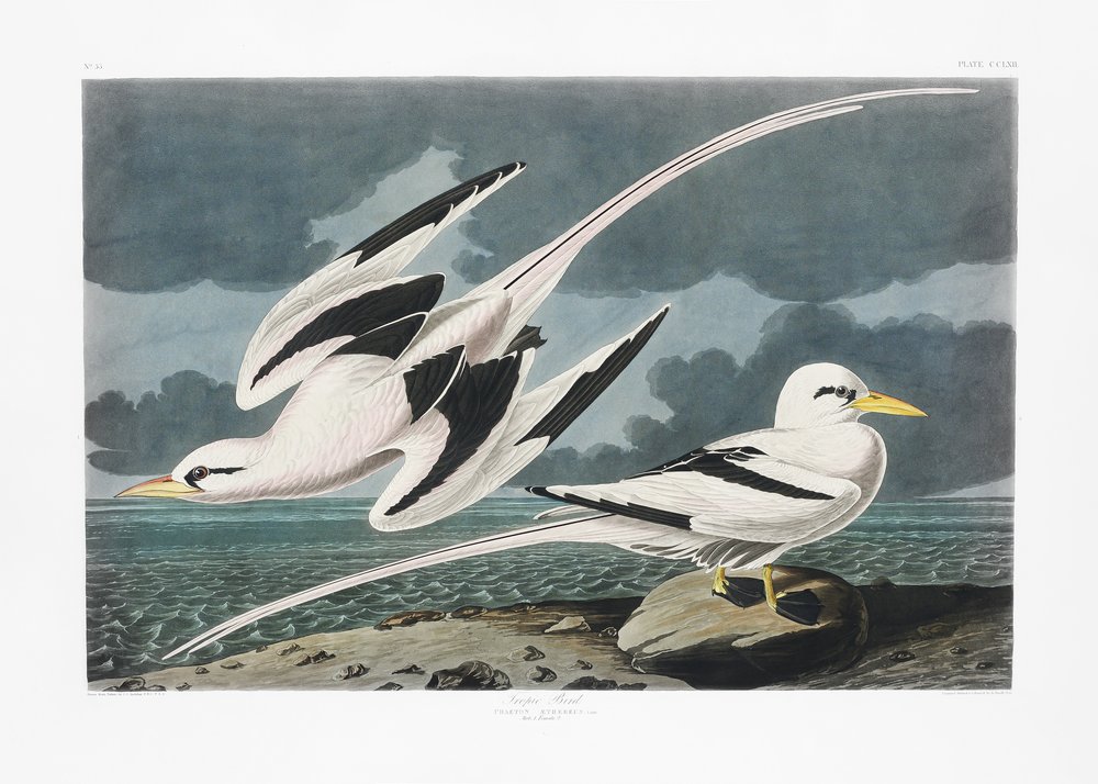Tropic Bird from Birds of America (1827) by John James Audubon