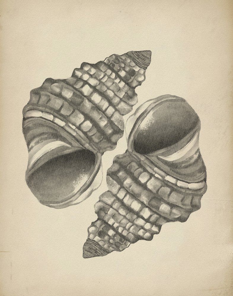Detailed Spiral Shells by Josie George