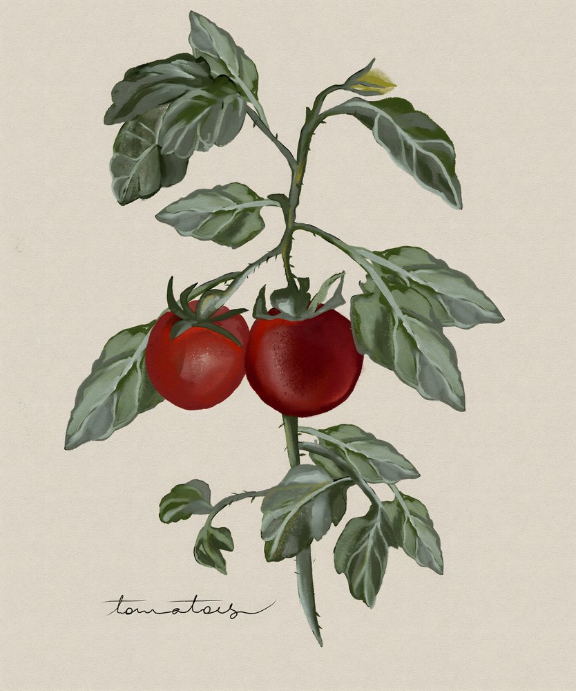 Ripe Tomatoes On Vine by Josie George