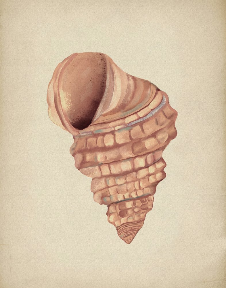 Spiral Seashell Study by Josie George