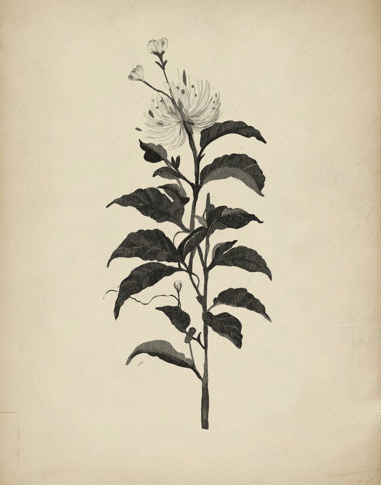 Vintage Botanical Illustration by Josie George
