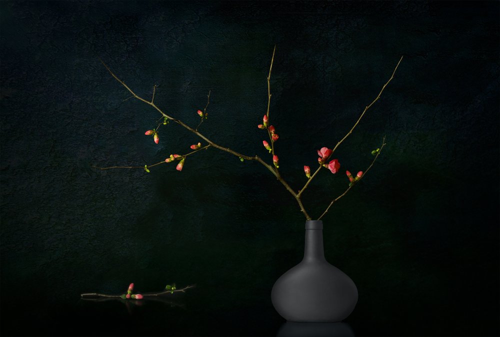 Dark Blooming Branches by Juan Antonio Palacios