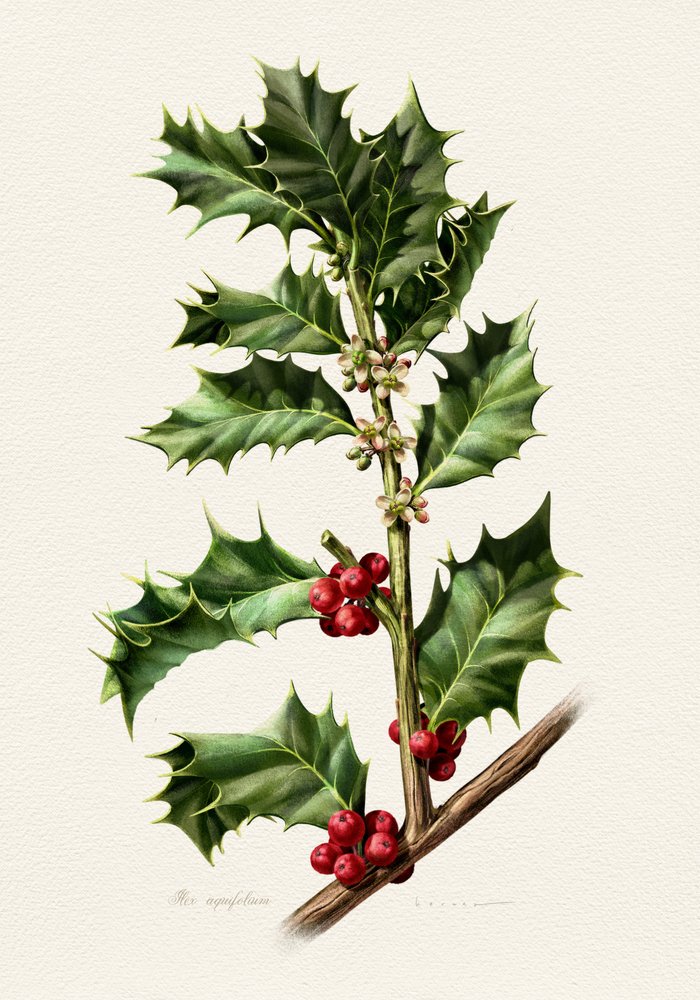 Festive Holly Berries by Juan Hernaz