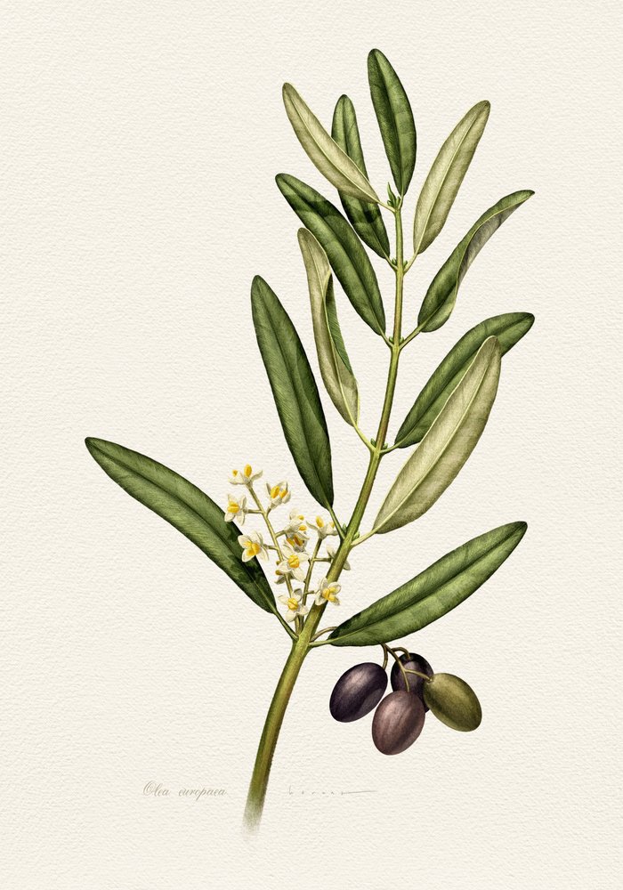 Olive Branch With Fruit by Juan Hernaz
