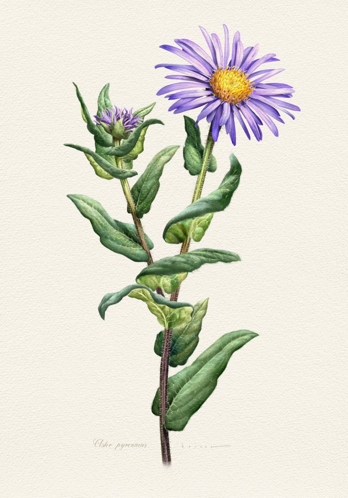 Purple Aster Botanical Study by Juan Hernaz